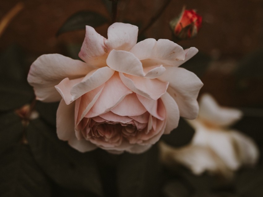 rose, flower, pink, buds, bloom, plant