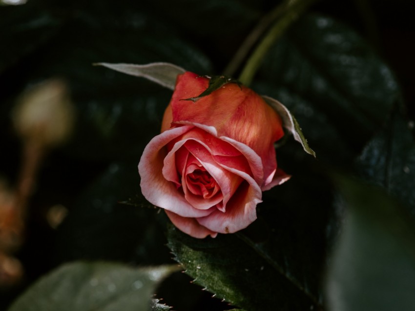 rose, flower, pink, plant, bloom