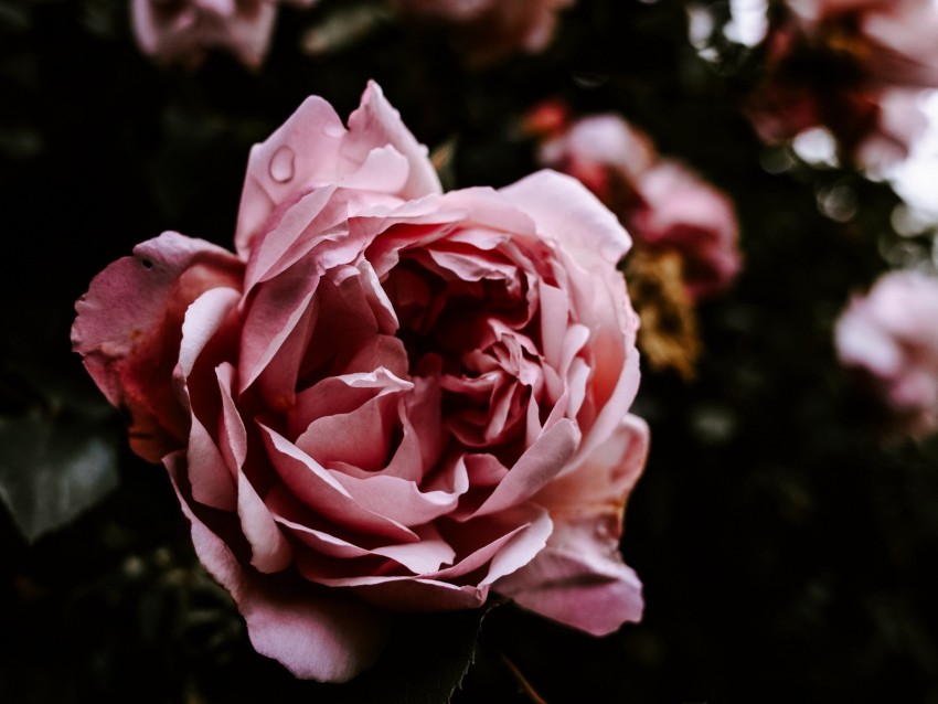 Rose Flower Pink Wet Closeup Background