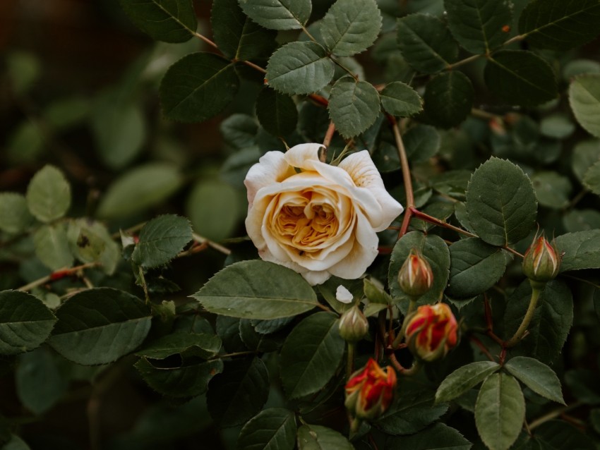 Rose Flower Plant Bloom Buds Leaves Background