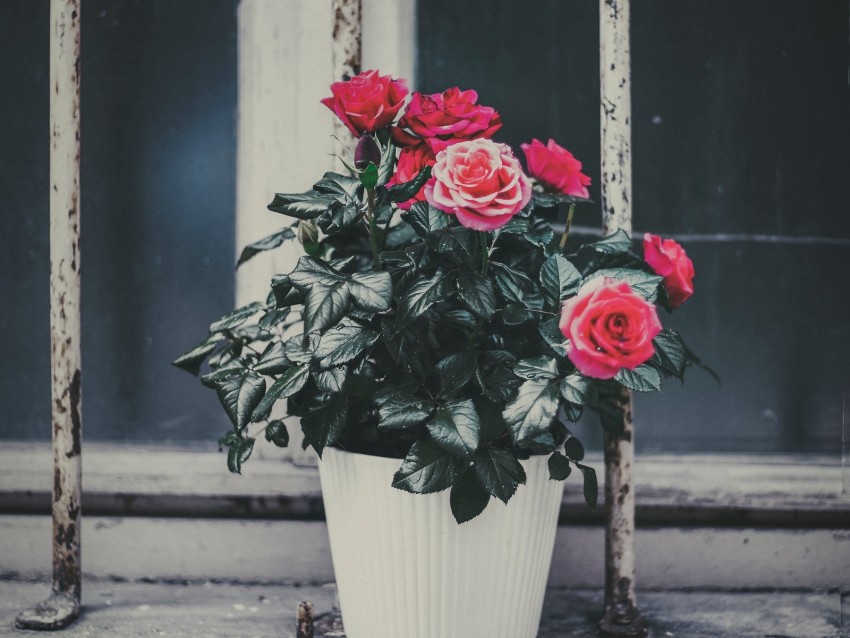 Rose Flower Pot Pink Decorative Window Sill Background