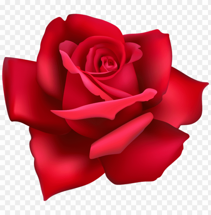 rose flower red