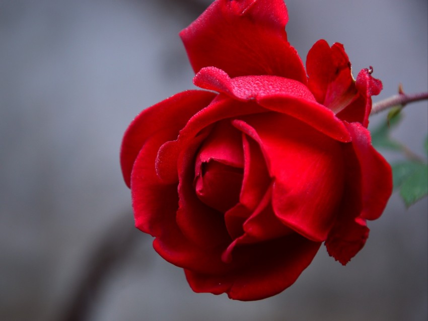 Rose Flower Red Wet Drops Petals Closeup Background