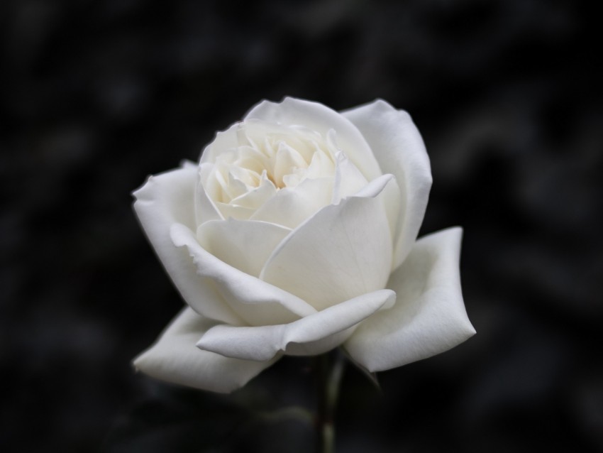 rose, flower, white, bw, bloom