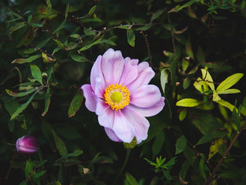 rose, garden flower, garden, pink, bush