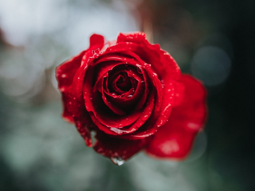 rose, macro, drops, red, flower, blur