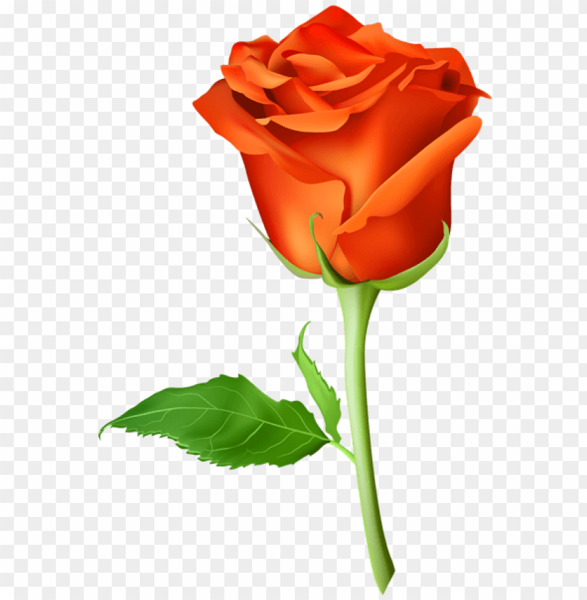 rose orange transparent