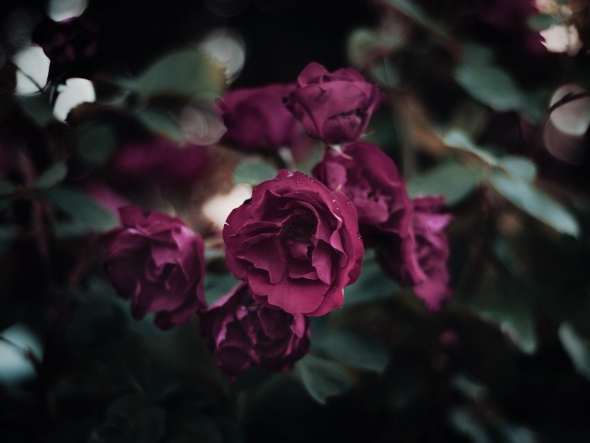 Rose Petals Flowerbed Garden Bloom Background