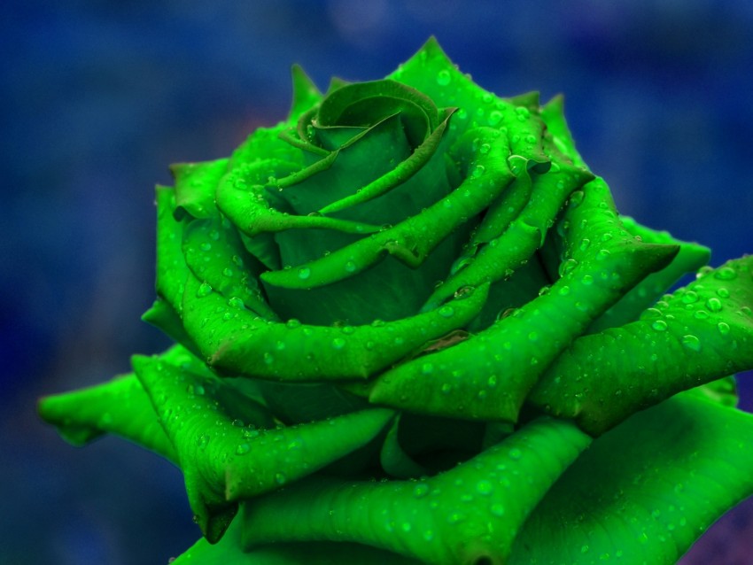 green rose, vibrant flower, nature beauty, dew drops, floral art