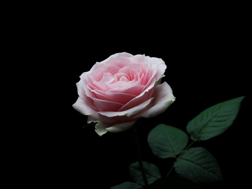 Rose Pink Bud Flower Petals Background