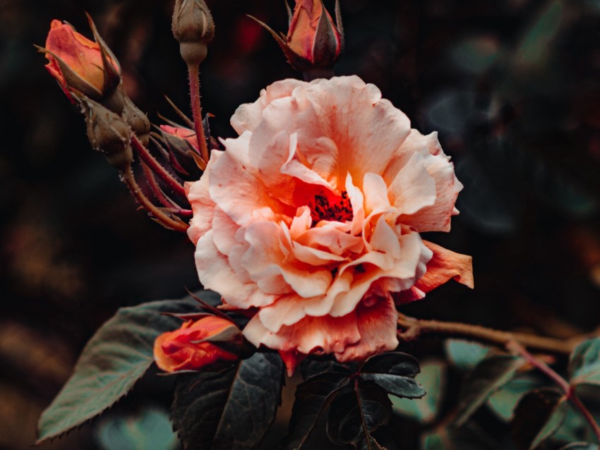 rose, pink, flower, bloom, plant