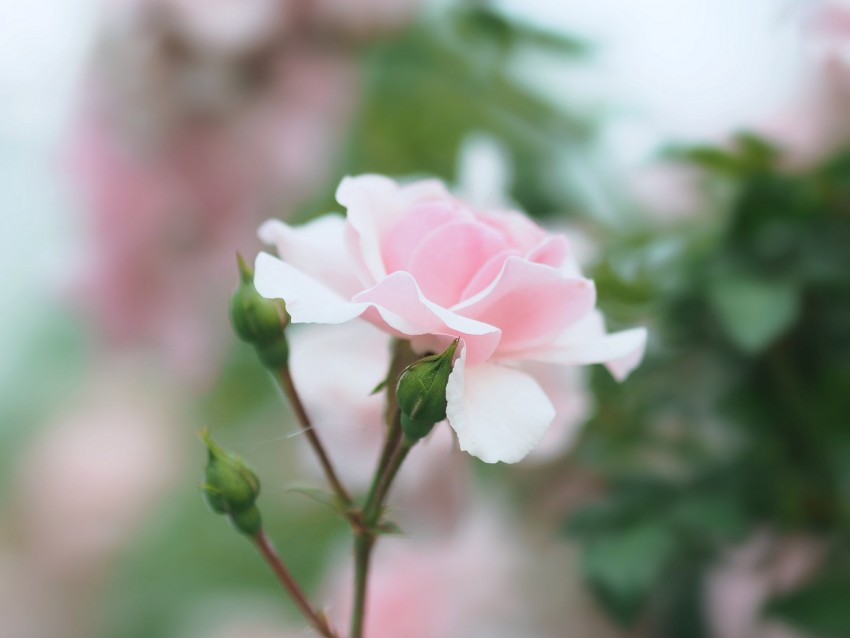 Rose Pink Flower Buds Bloom Background