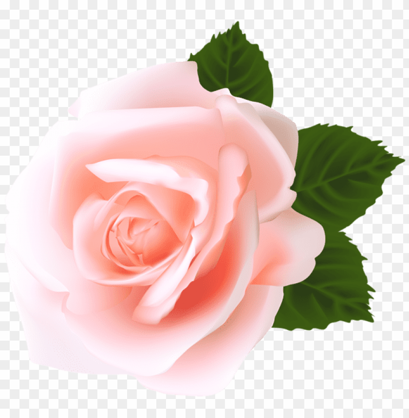 rose png