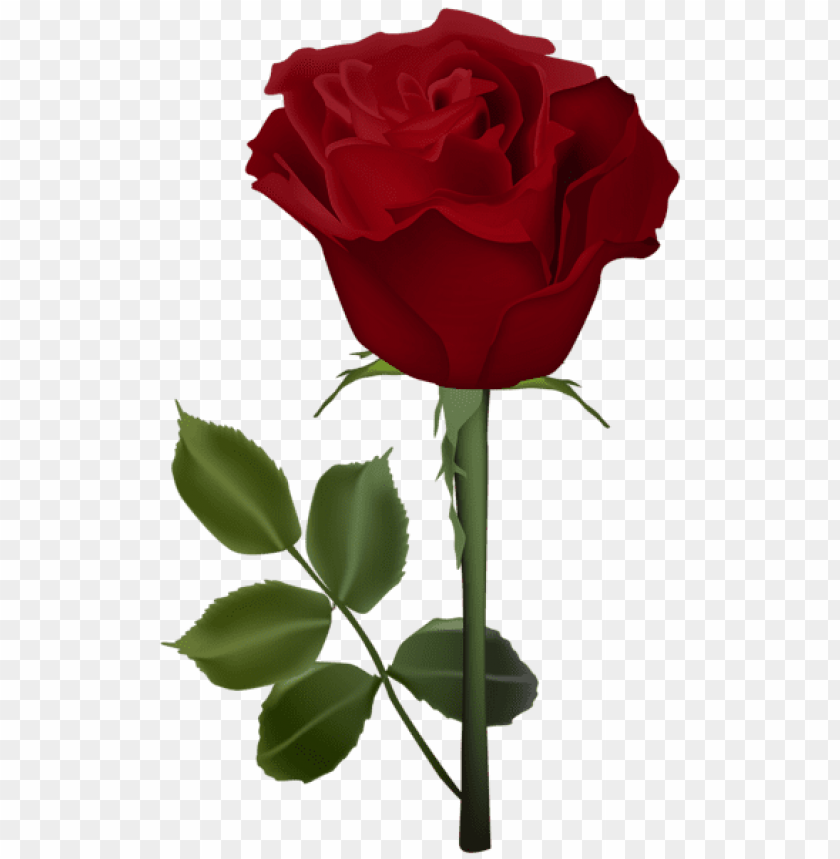 rose png red transparent