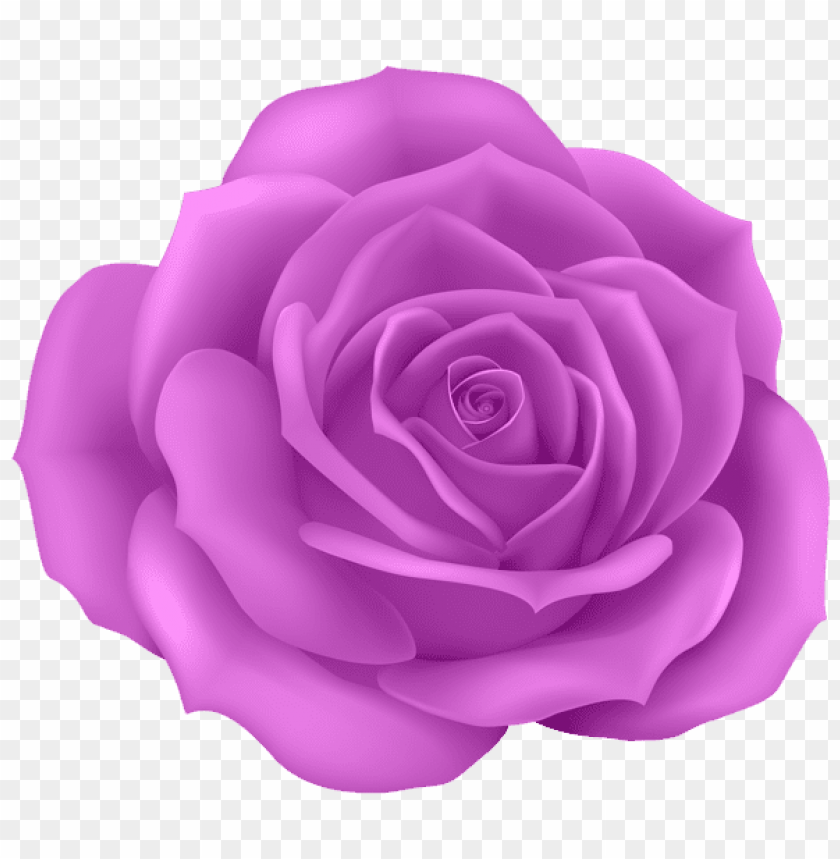 rose purple