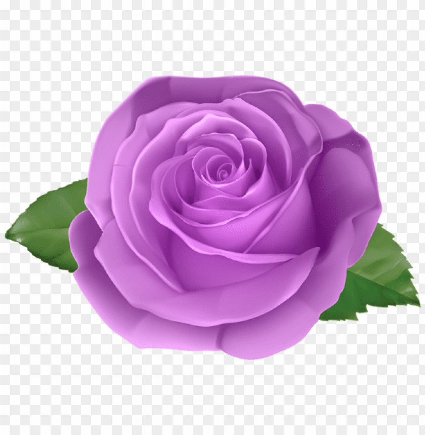 rose purple transparent