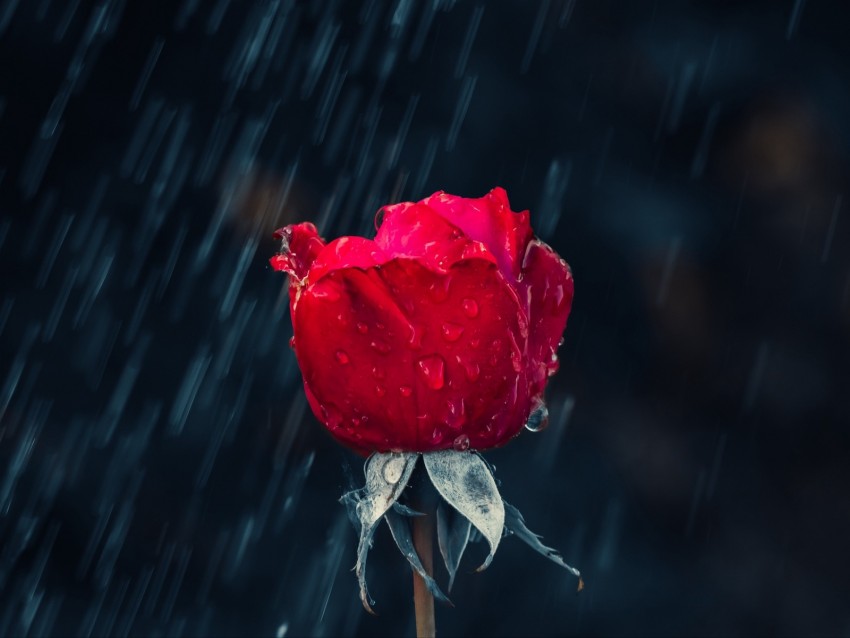 rose, red, bud, drops, rain, moisture