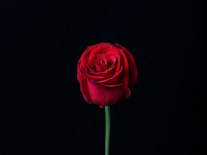 Rose Red Bud Flower Dark Background