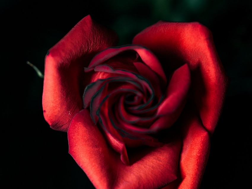 rose, red, bud, petals, closeup