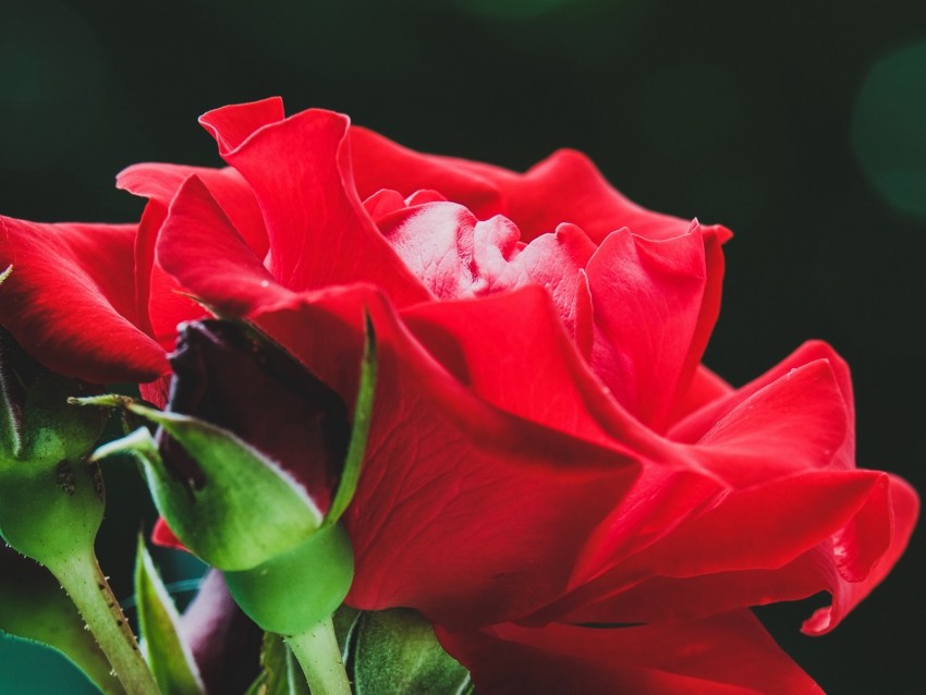 Rose Red Flower Buds Macro Background