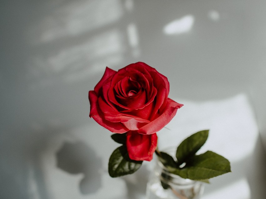 Rose Red Flower Closeup Background