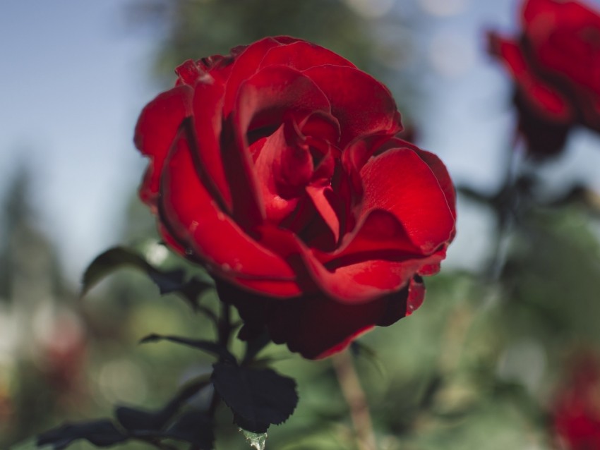 rose, red, flower, dark, saturated