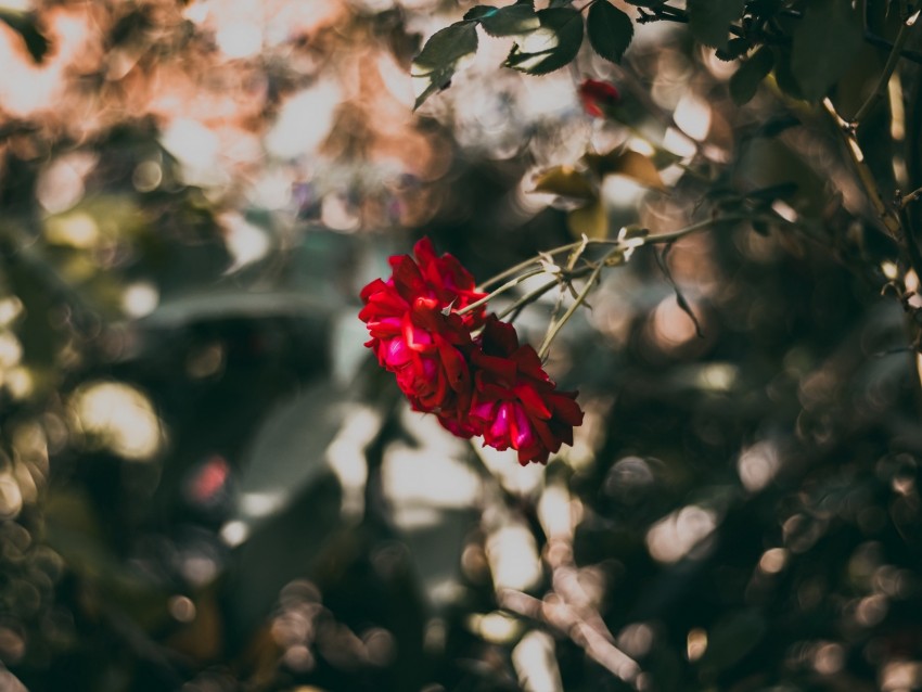 rose, red, flower, plant, bloom