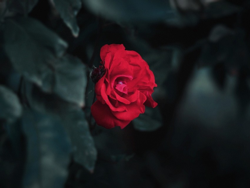 rose, red, garden, bud, bush, leaves, blur