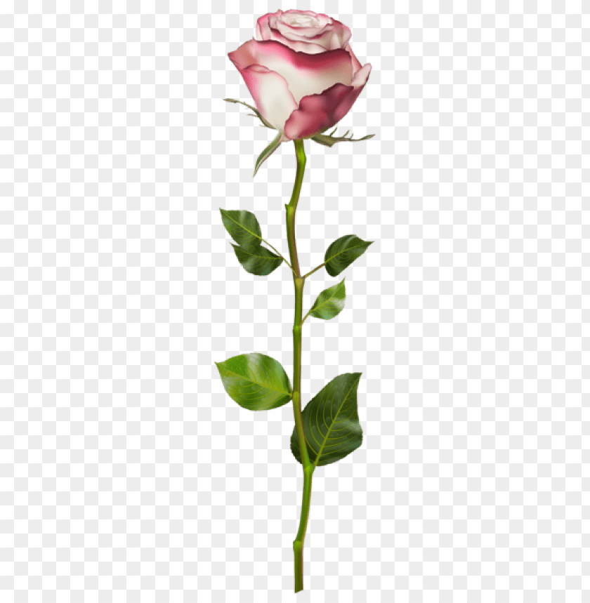 rose transparent