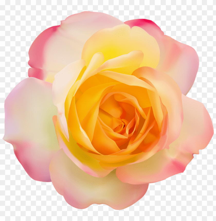 rose transparent