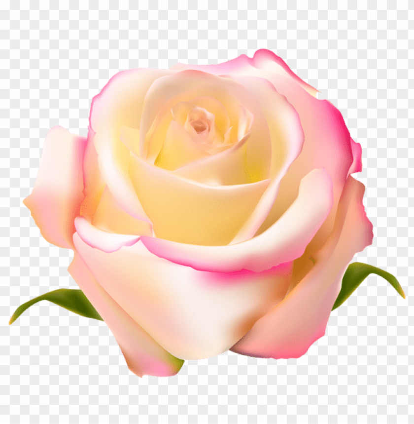 rose transparent