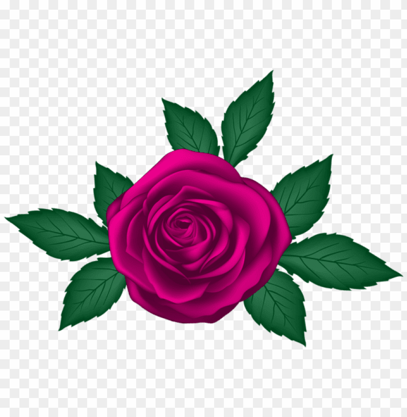 rose transparent