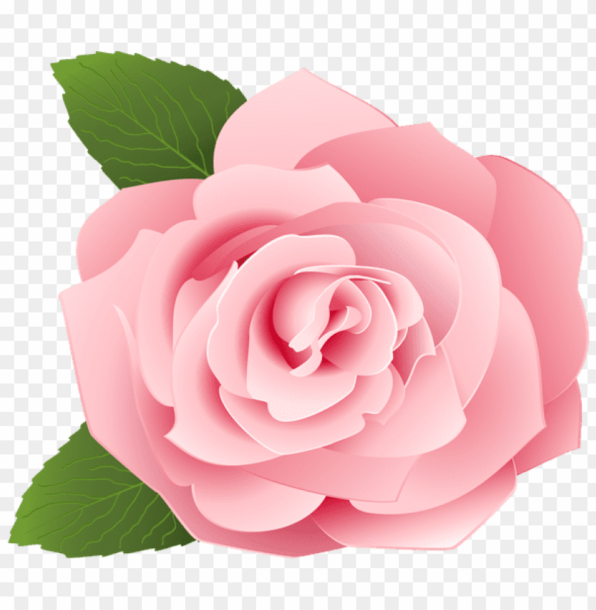 rose transparent