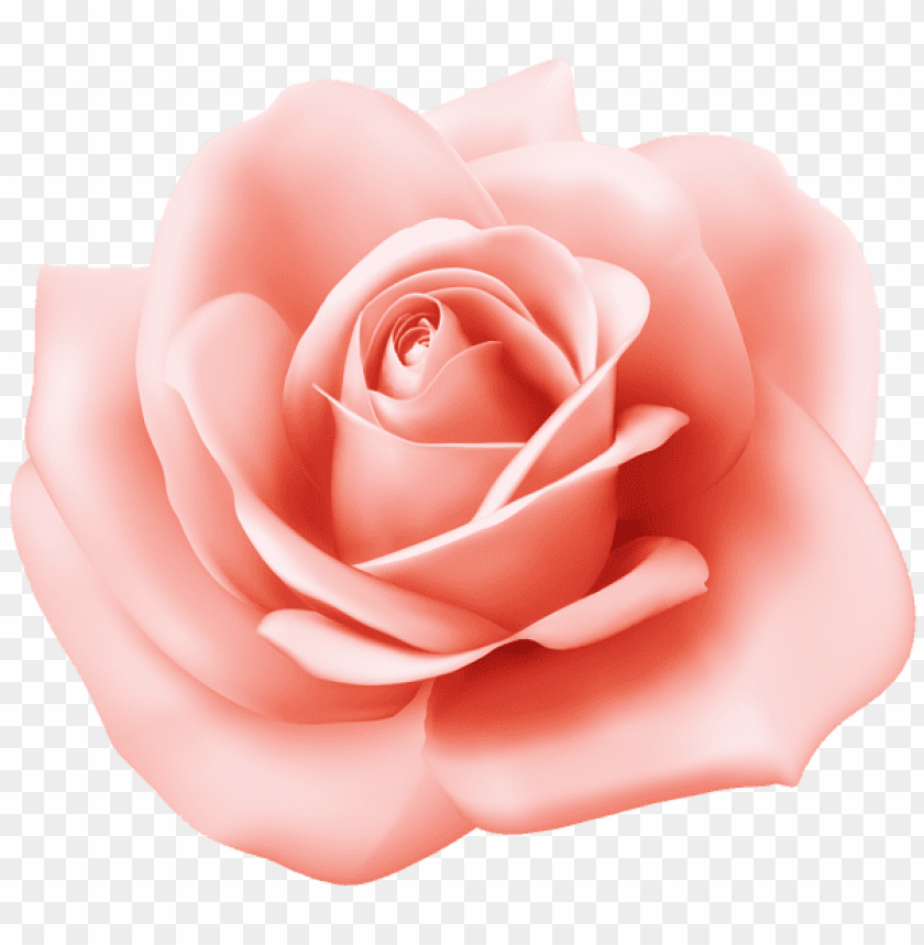 rose transparent