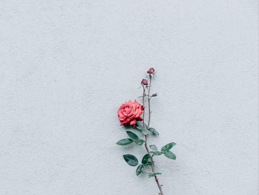 rose, wall, minimalism, branch, bush, bud