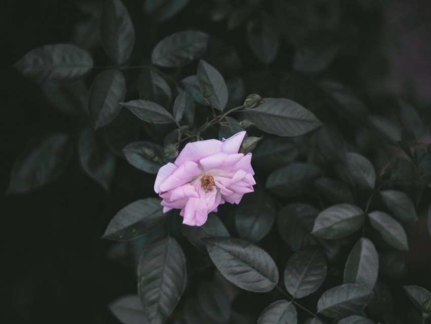 rose, wild rose, branches, leaves