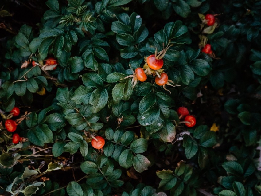 rosehip, bush, berries, leaves, plant