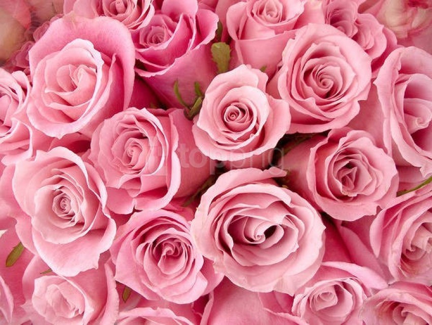 roses, pink flowers, floral arrangement, blooming roses, garden flowers, nature beauty, fresh blooms