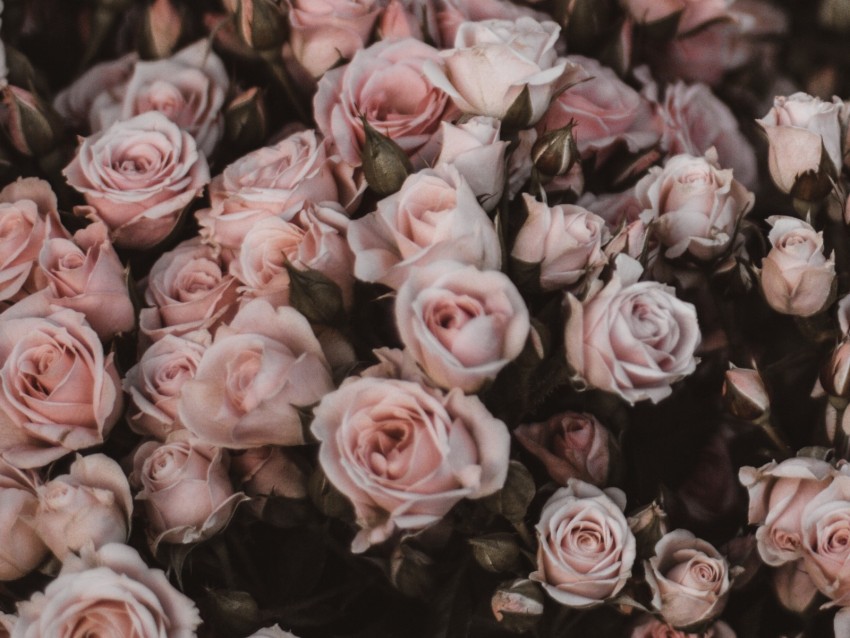 roses, bouquet, flowers, light pink, romance