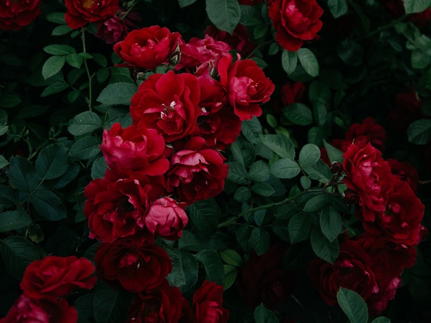 Roses Bush Garden Bud Red Bloom Leaves Background