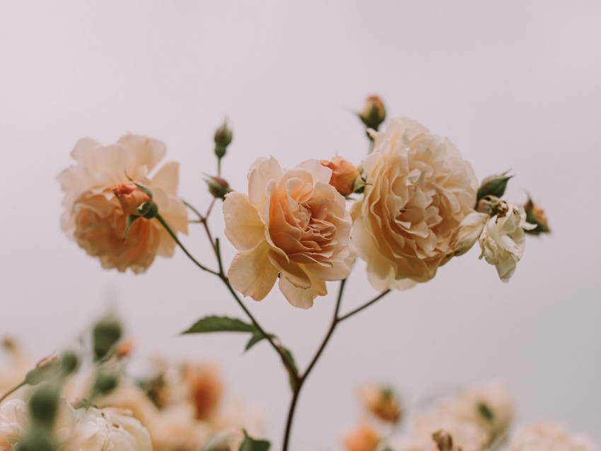 Roses Flowers Buds Bloom Plant Background