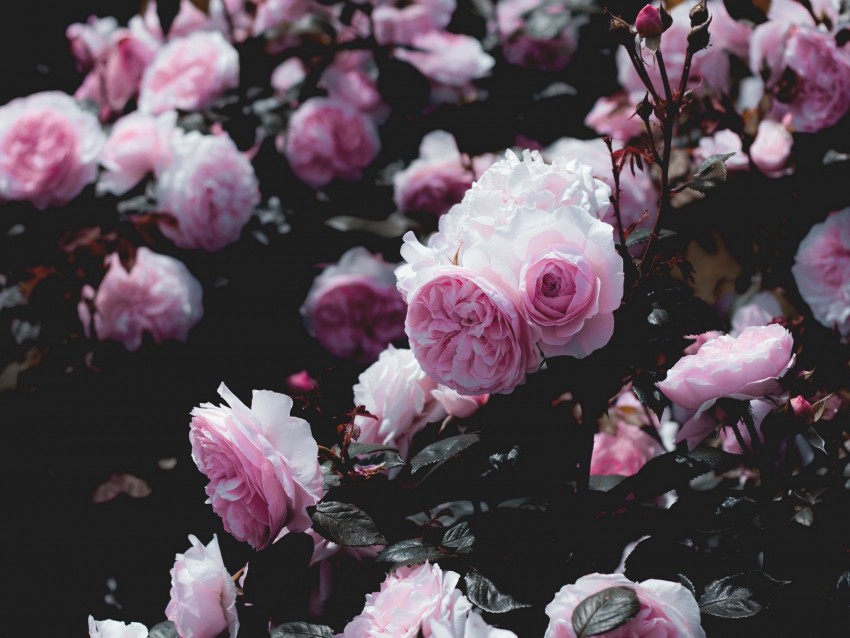 Roses Flowers Pink Bush Plant Background