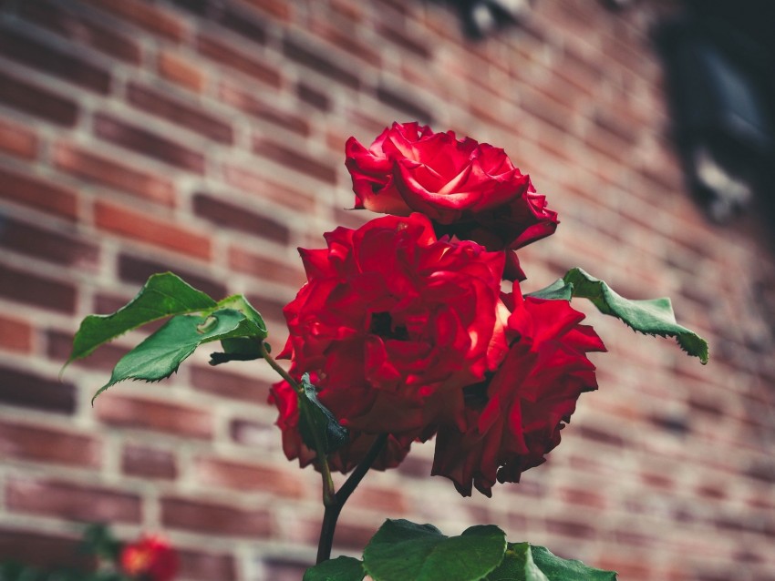 roses, garden, bush, petals, blur, red, buds