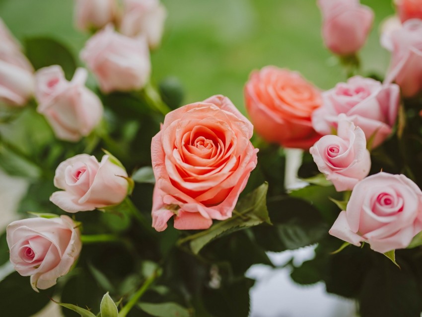 Roses Pink Flowers Bloom Plant Background