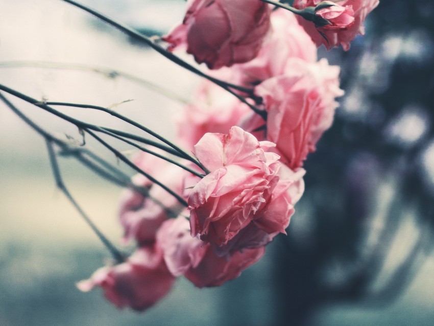 pink roses, floral arrangement, soft petals, nature photography, botanical beauty