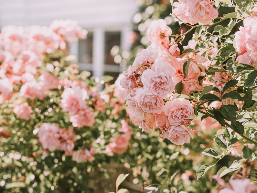 roses, pink, flowers, bush, plant