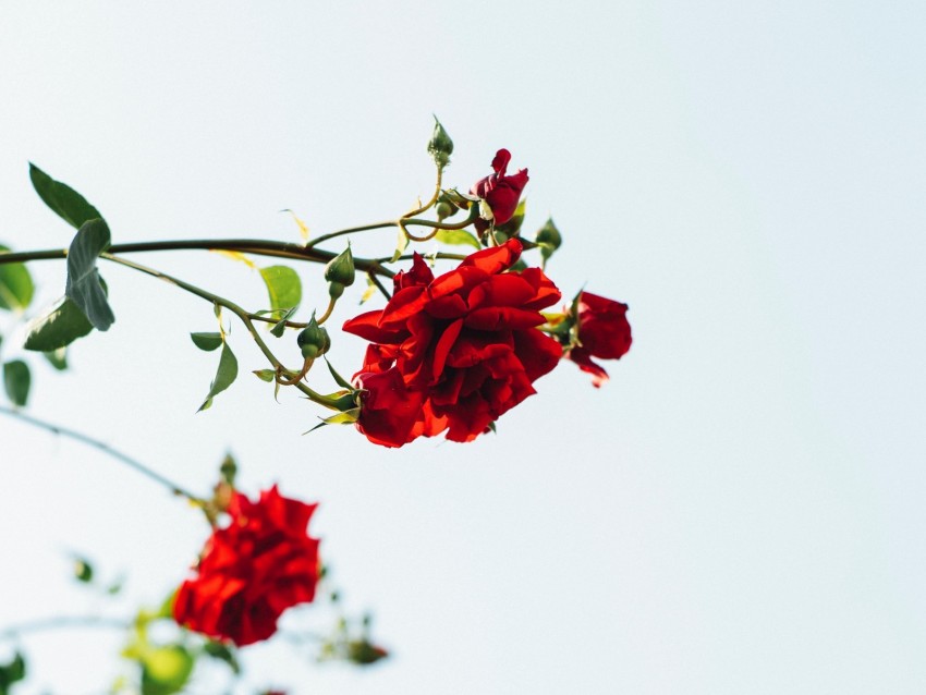 roses, red, flowers, bloom, plant