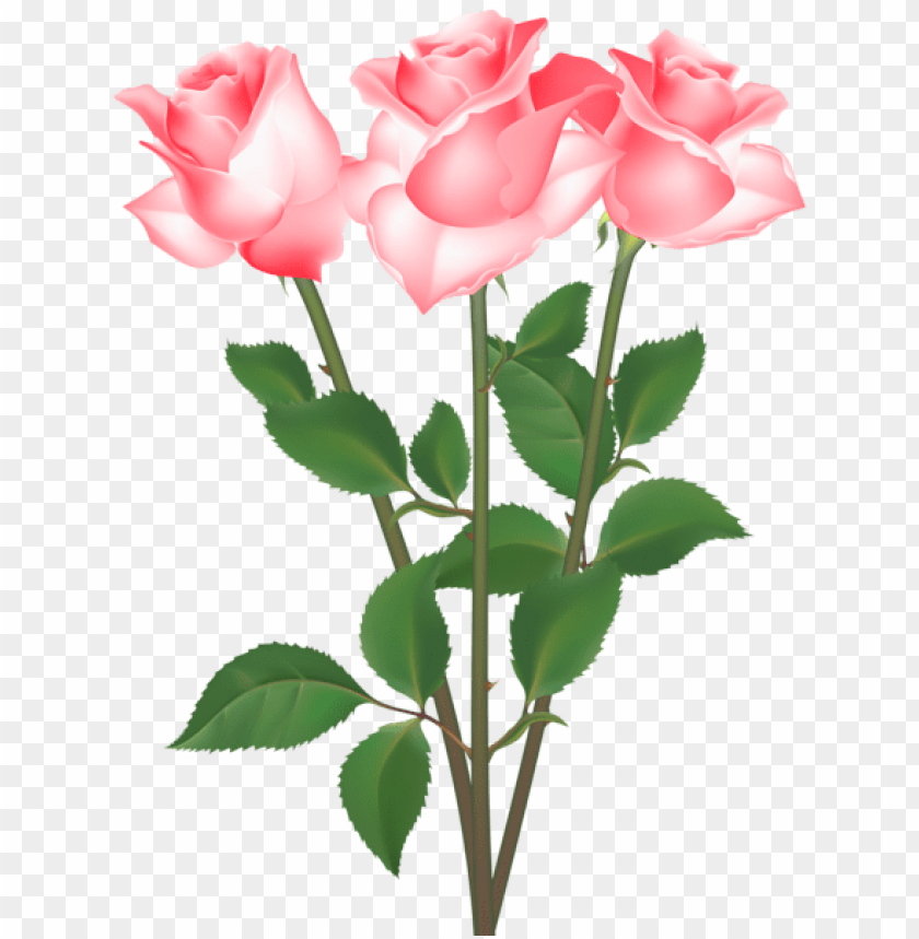 roses transparent