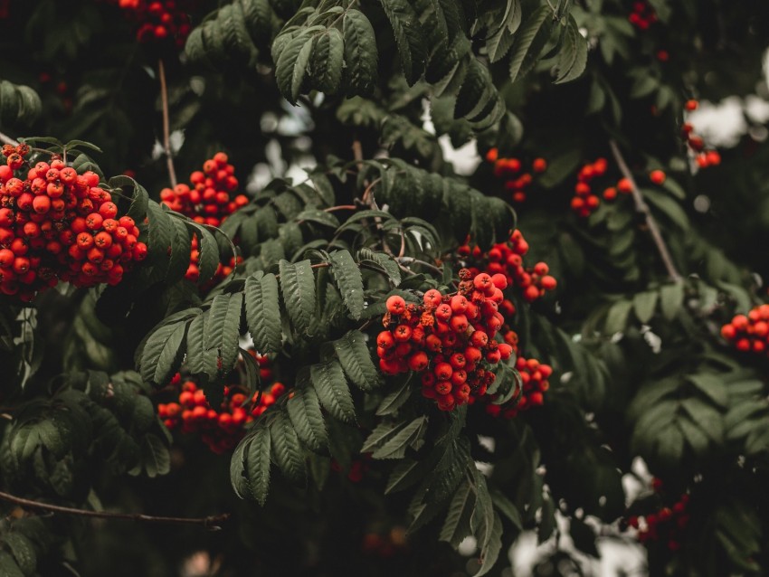 rowan, berries, autumn, branch