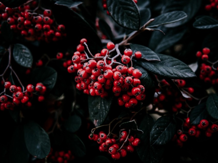 Rowan Berries Branch Leaves Vegetation Background